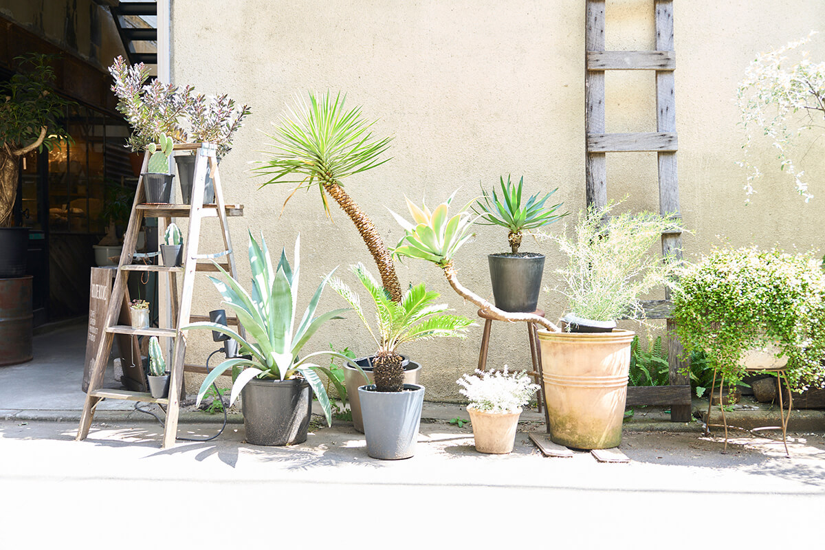 外に並んでいるのは大型の観葉植物。並んでいるだけで絵になる