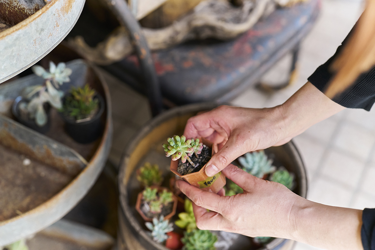 手のひらサイズの小さなグリーンも