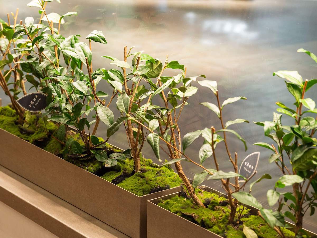 お店の正面に植えられているのも“お茶の木”