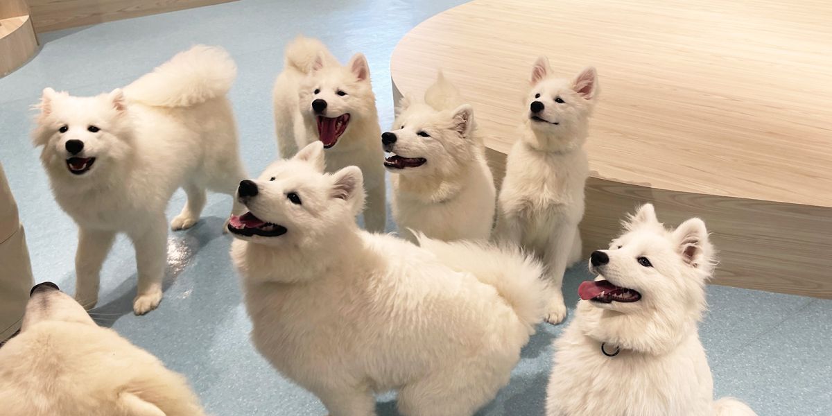 上板橋「Samoyed cafe AL（サモエド カフェ アル）」でモフッとかわいいサモエドに胸キュン♪