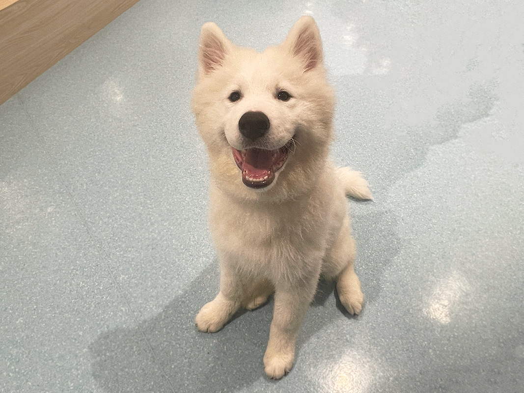 お得意の”サモエドスマイル”を見せてくれました♪