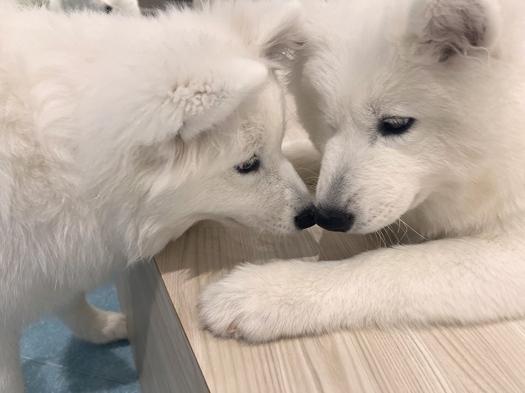 サモエドたちはみんな仲良し。鼻をくっつけてコミュニケーションを取っています。