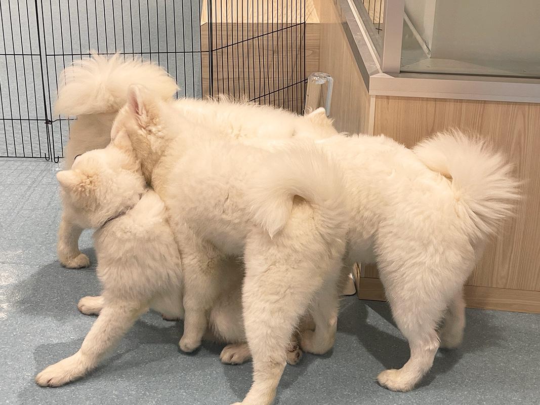 わちゃわちゃ遊んでいる様子もかわいすぎる。