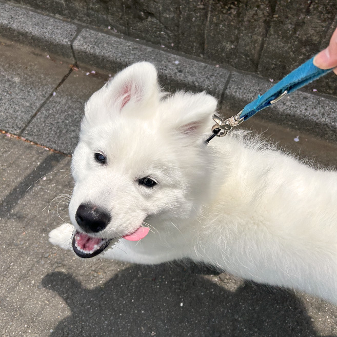 「お散歩コース」3000円 ※キャッシュレス決済のみ