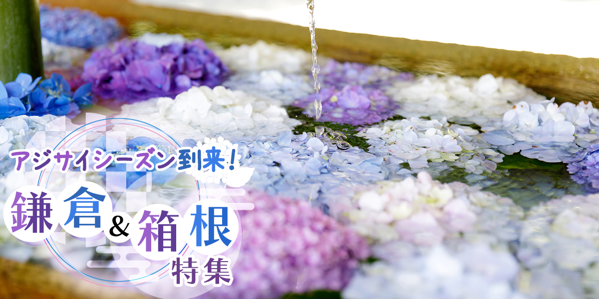 梅雨のアジサイシーズンに訪れたい、鎌倉＆箱根ののおすすめスポット