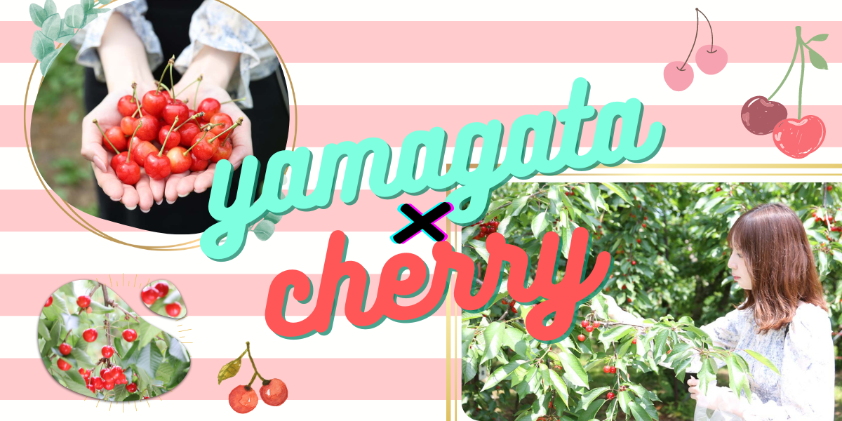 山形 サクランボ