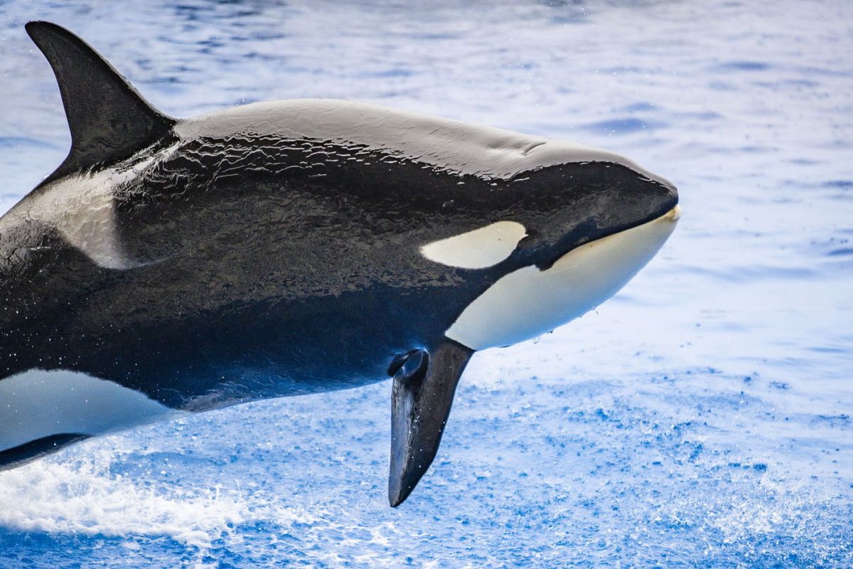 神戸須磨シーワールド