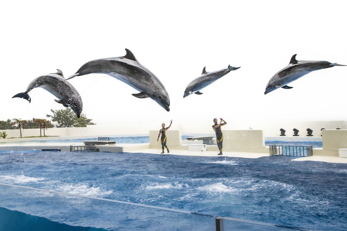 神戸須磨シーワールド