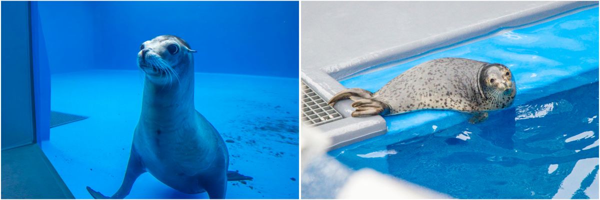 神戸須磨シーワールド