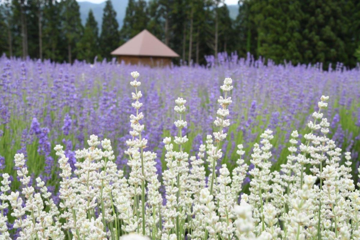 【秋田県】美郷町ラベンダー園「ラベンダーまつり」が2023年6月開催!東北最大級の約2万株が咲き誇る