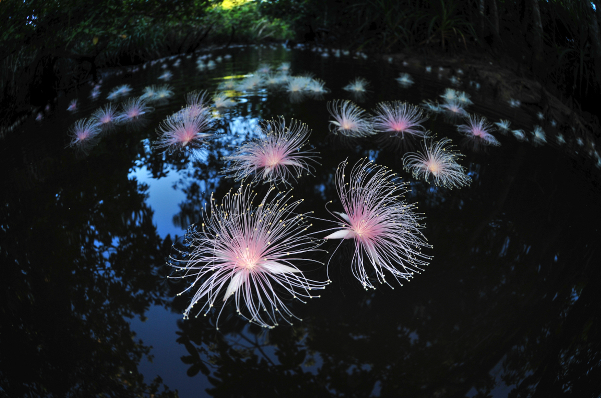 水面に浮かぶサガリバナ