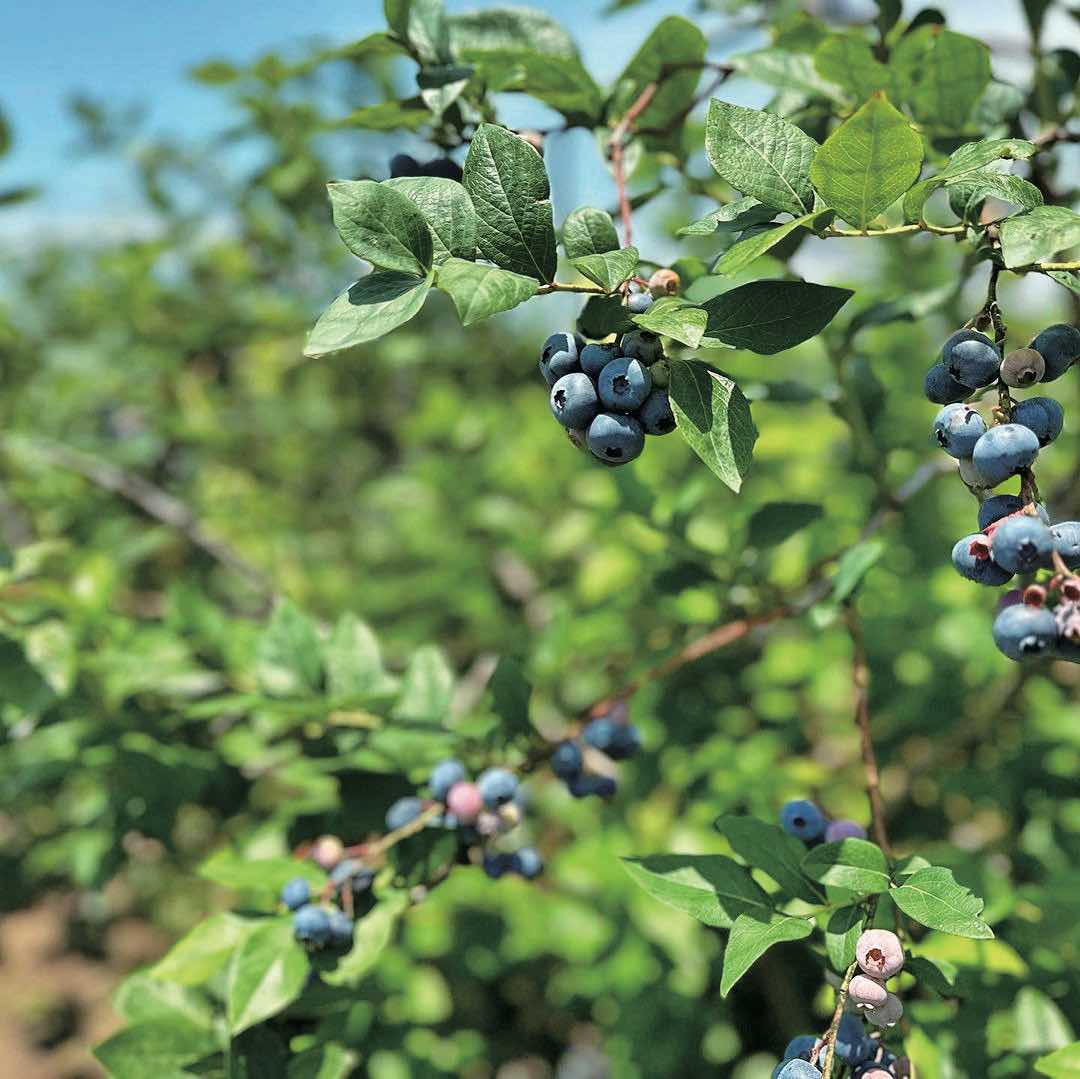 はなぶさ有機農園　ブルーベリー
