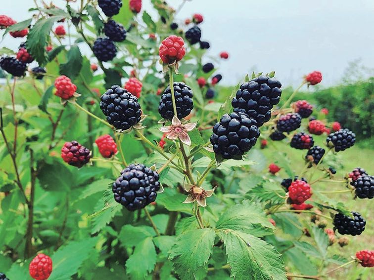 はなぶさ有機農園　ブラックベリー