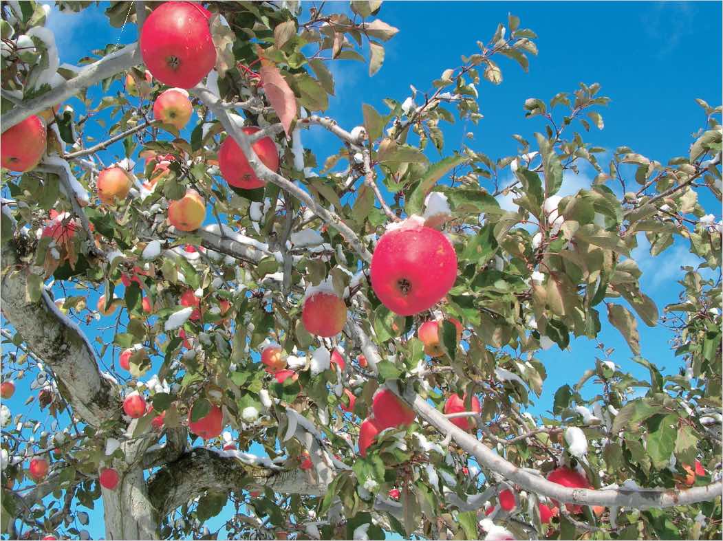 石田観光農園　リンゴ　フルーツ