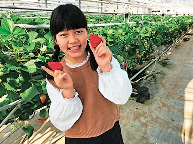 ファームクラブ中里農園 イチゴ