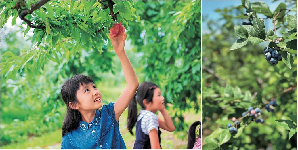 フルーツ狩り