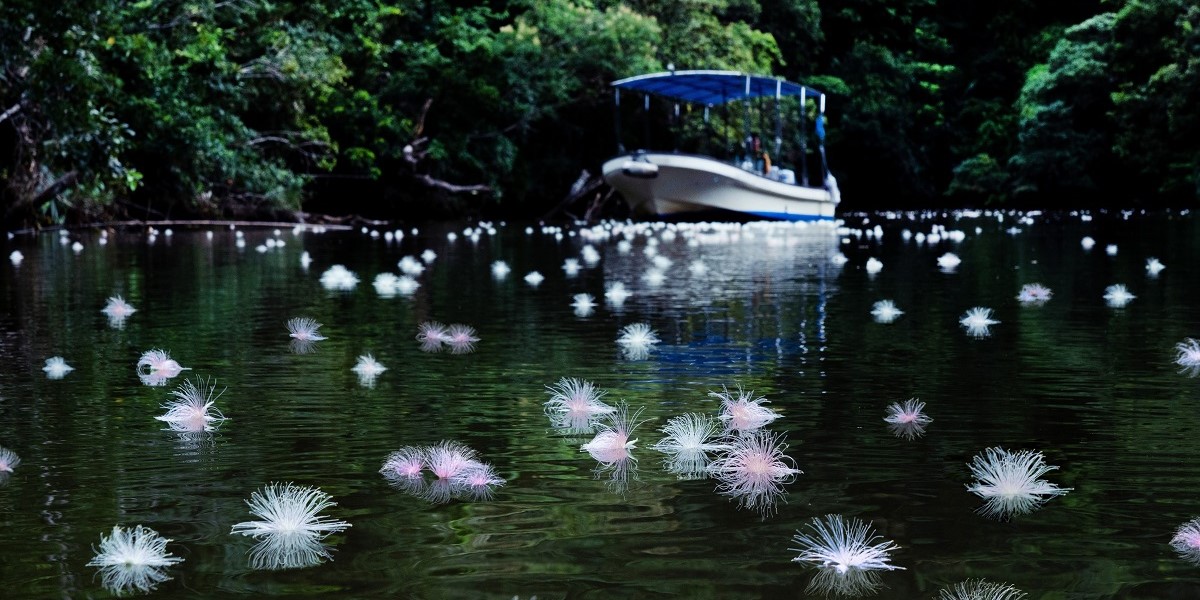 【星野リゾート　西表島ホテル】初夏限定！水面に浮かぶ一夜限りの花を楽しむ「絶景サガリバナクルーズ」を今年も開催