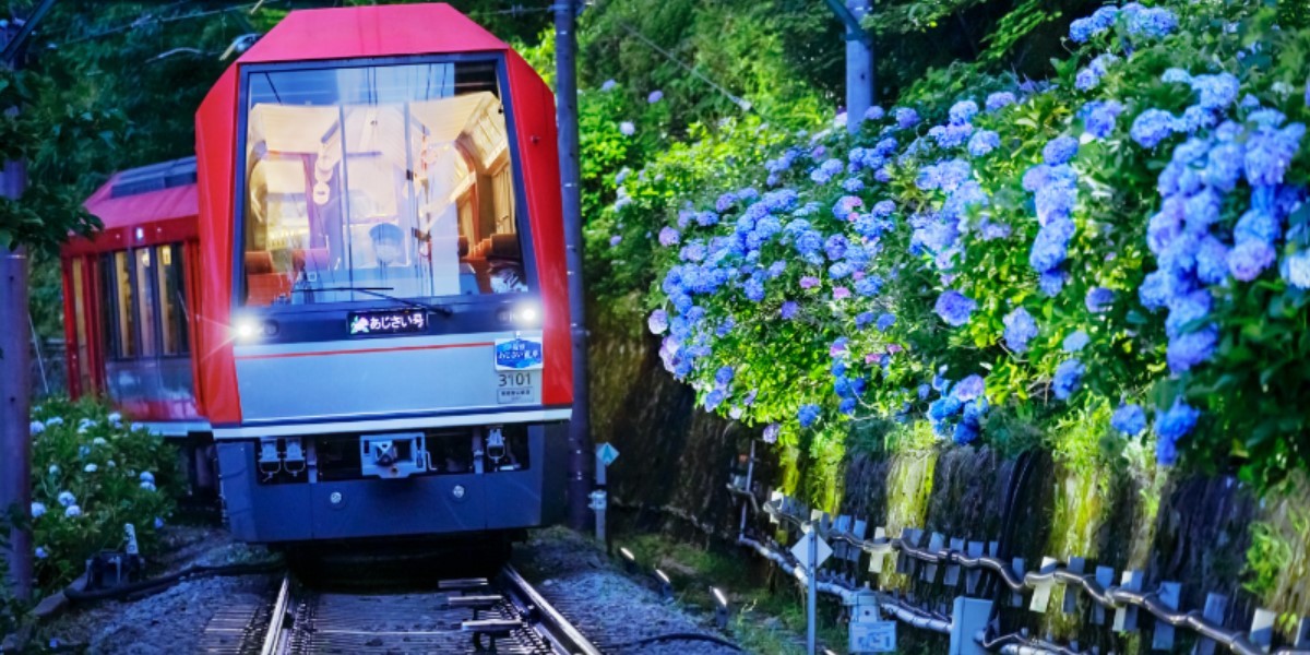 箱根「夜のあじさい号」2024年6月30日まで期間限定で運行開始！ 箱根強羅公園のイベント「あじさい展2024」も必見