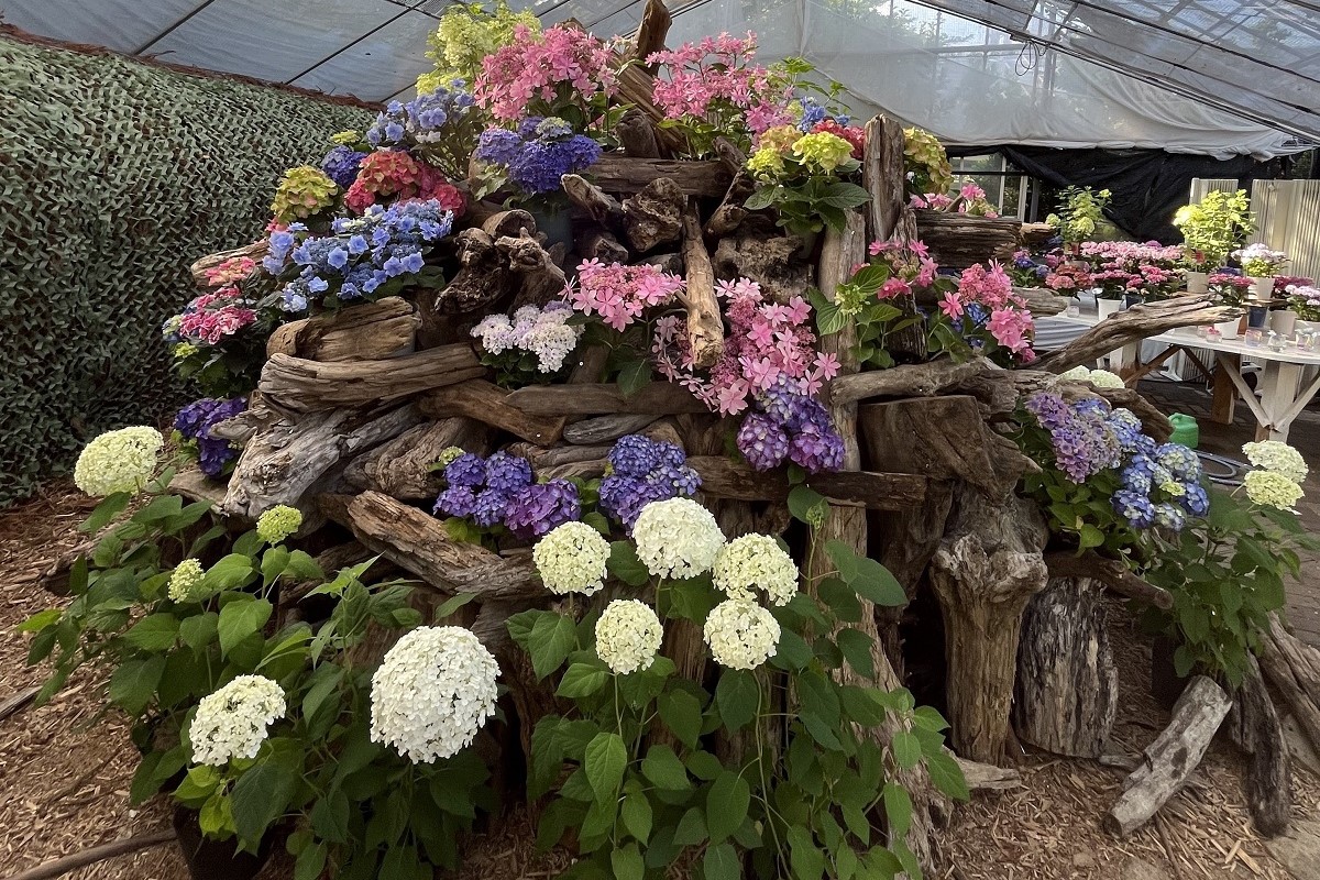 流木とあじさいの丘