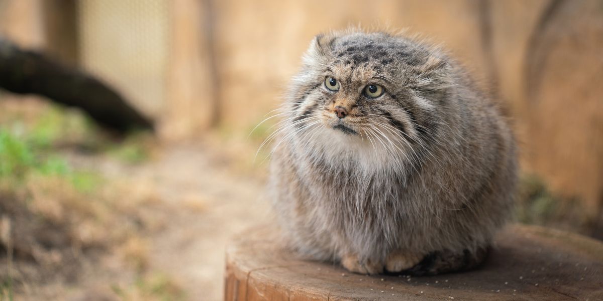 那須どうぶつ王国