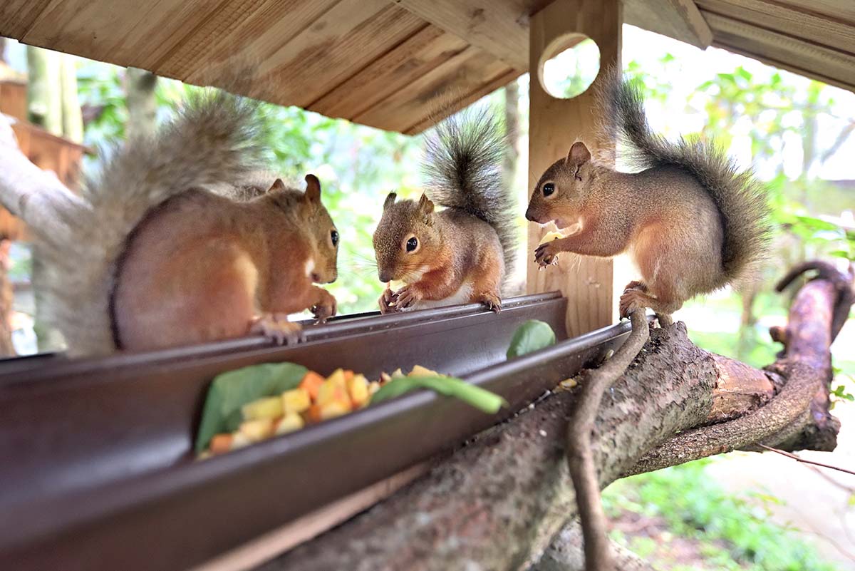 動物王国大全集 4 91S61b7G-7L._UF350,350_QL80_.jpg