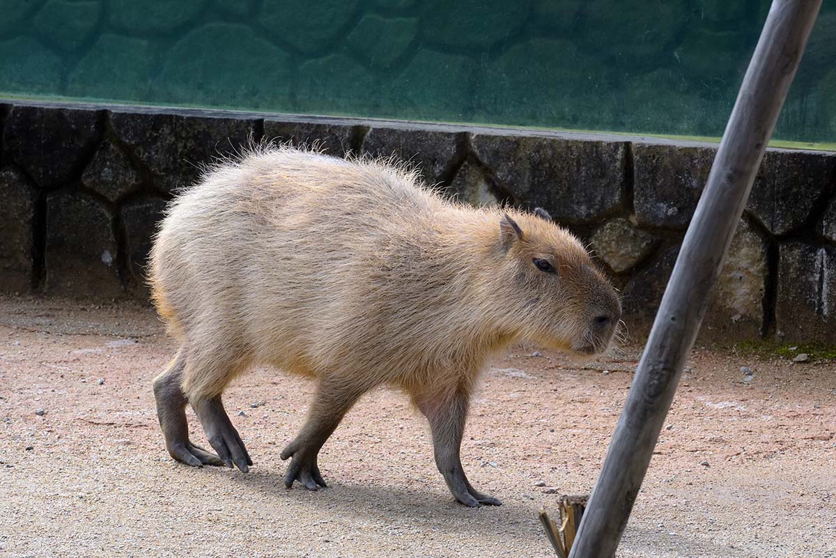 那須どうぶつ王国 カピバラ