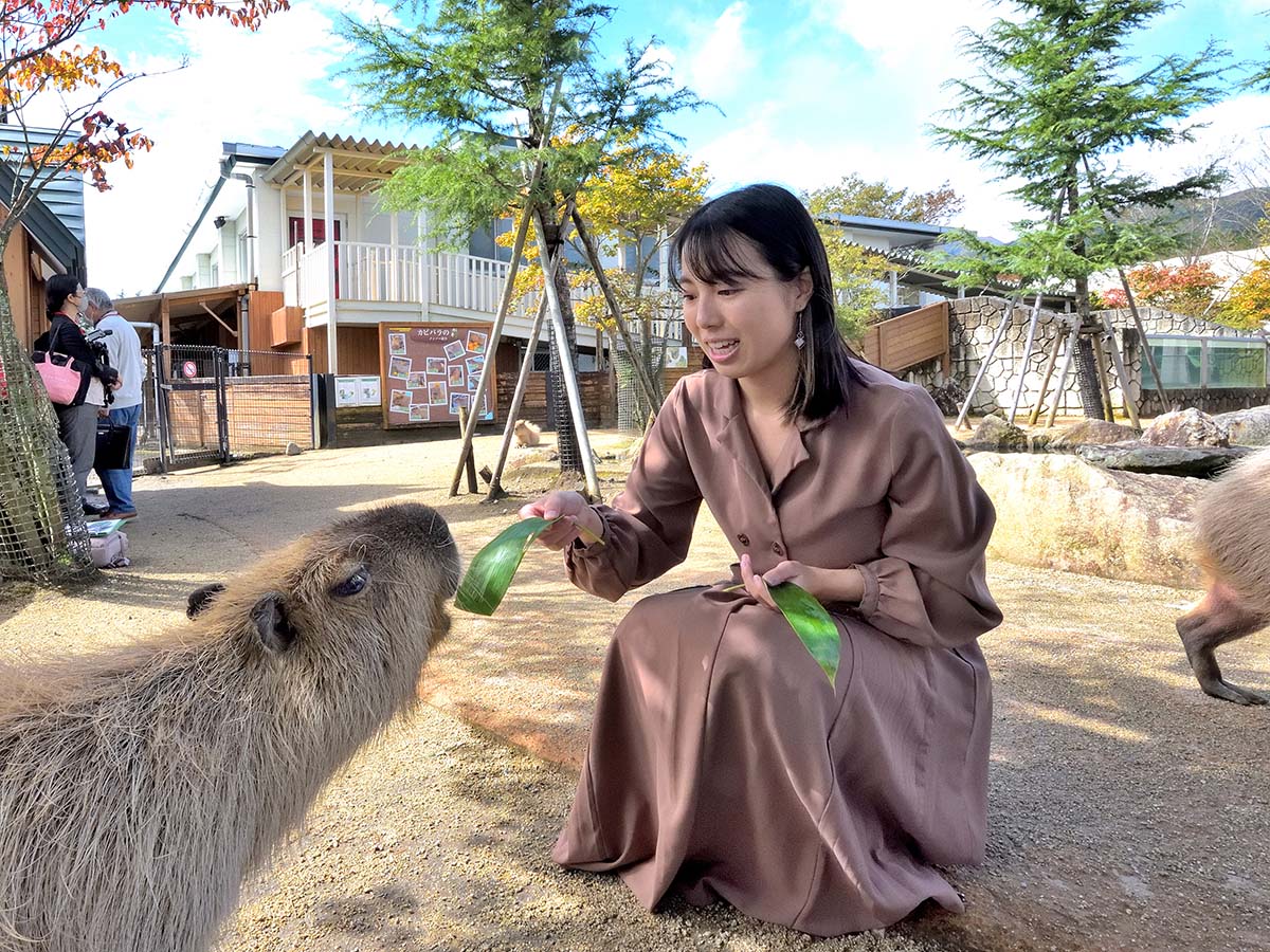 販売しているエサ(笹)が何枚かセットになっています