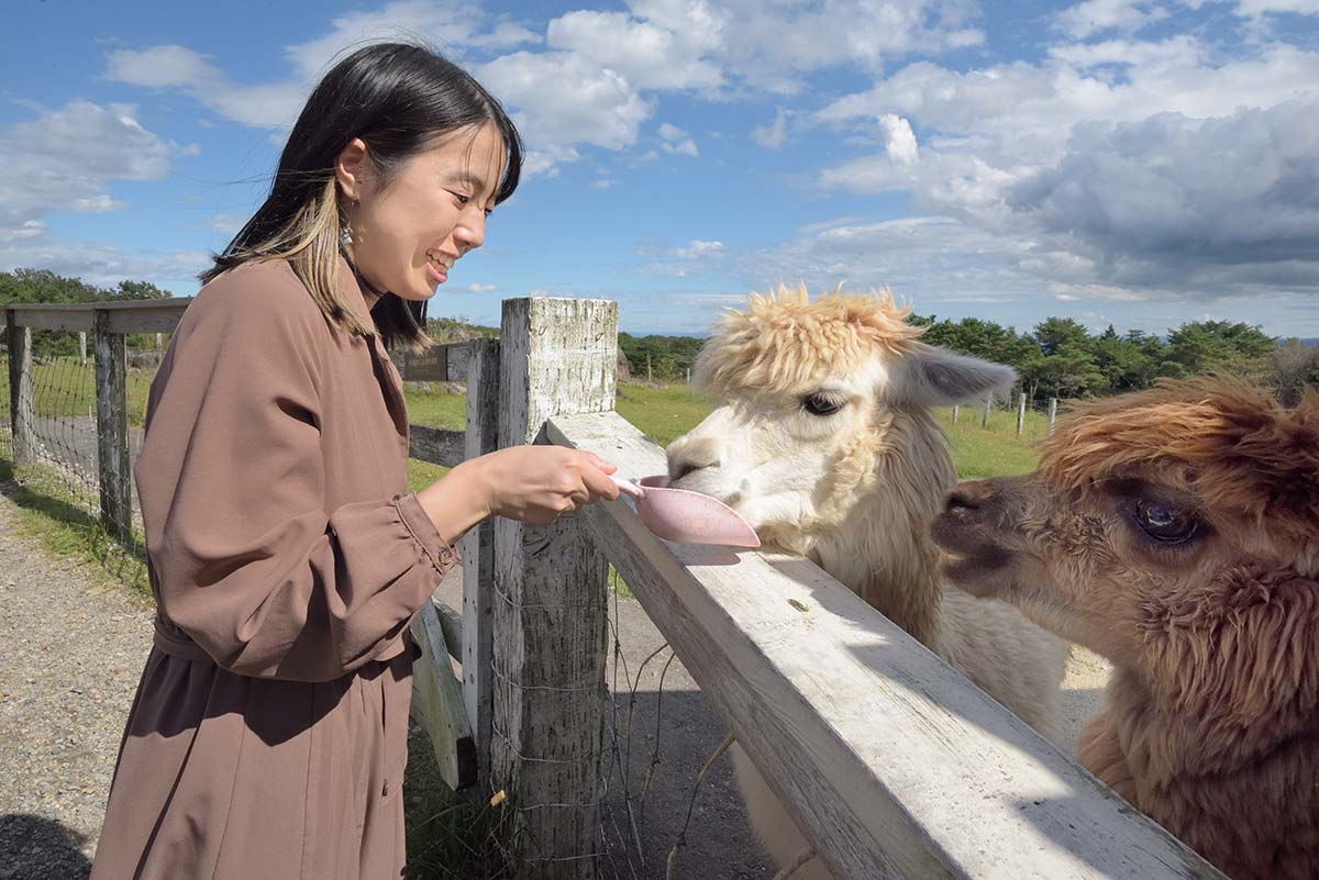 アルパカの丘(王国ファーム)