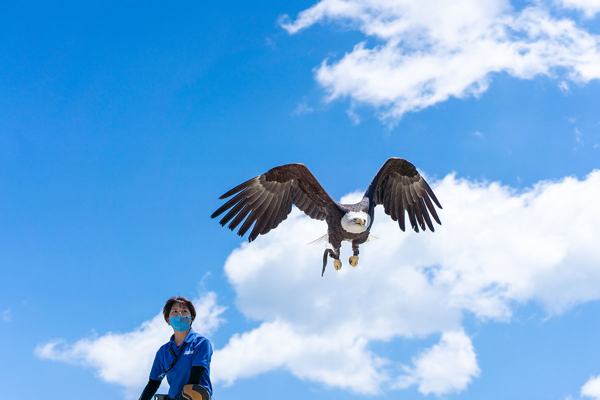 翼を広げた大きさは2mを超えるハクトウワシ