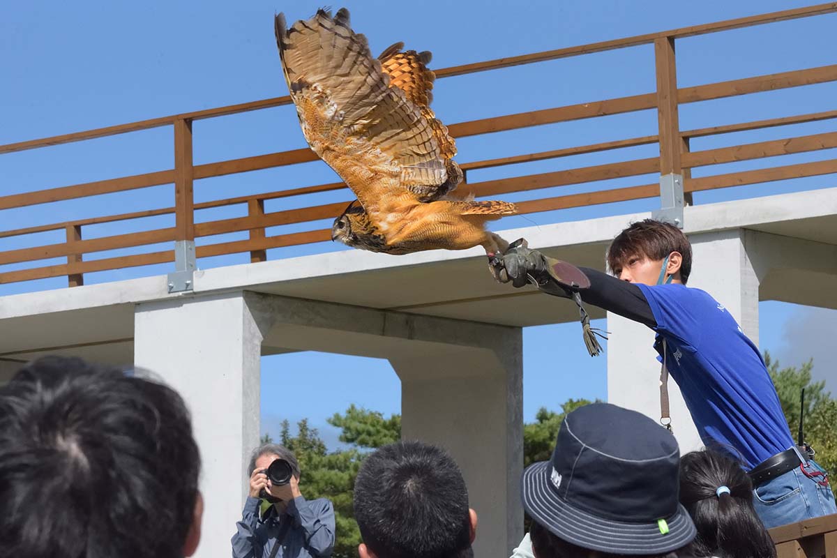 タカ、ワシ、ミミズクなどの猛禽類が登場します