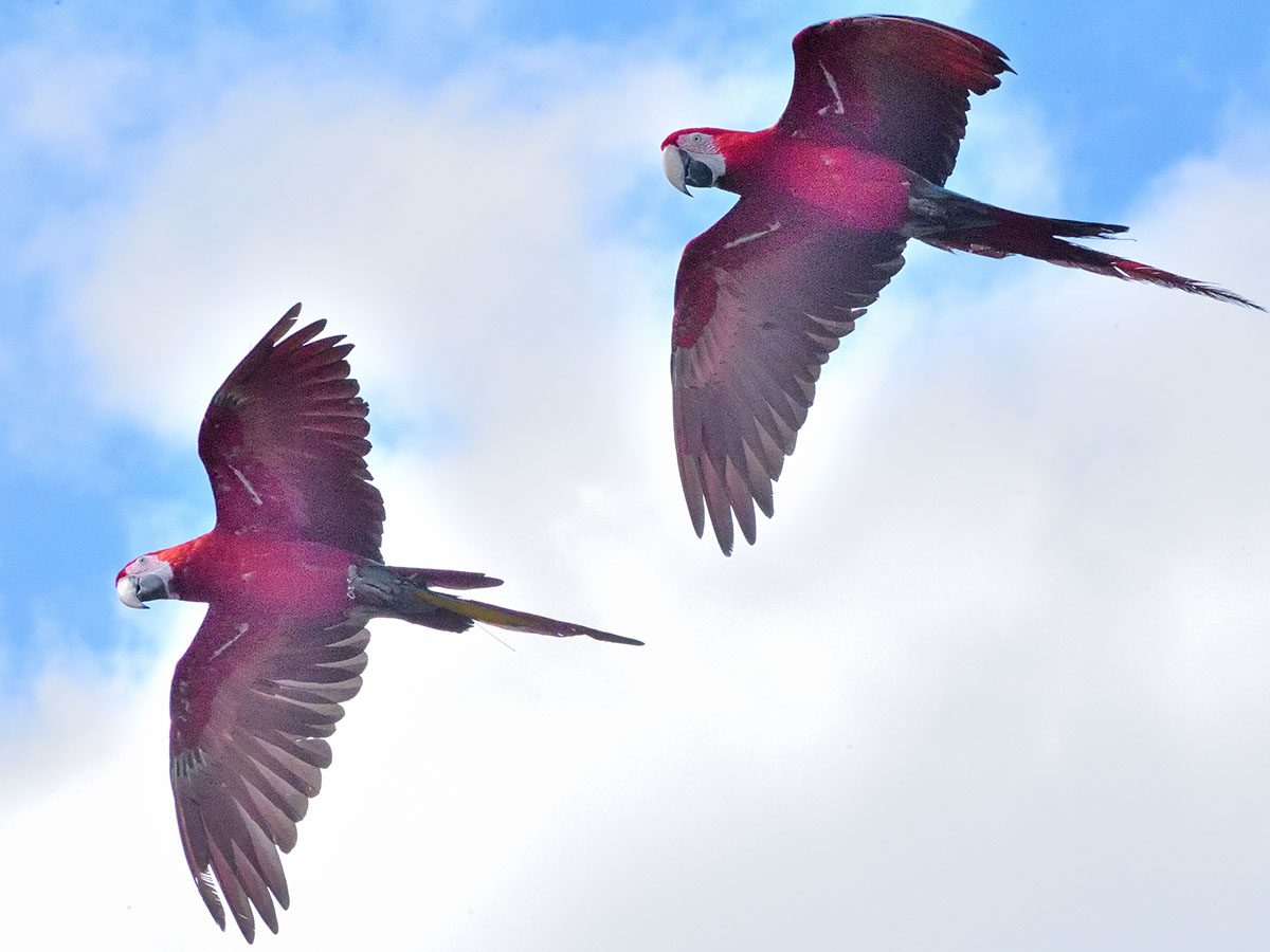 ベニコンゴウインコ