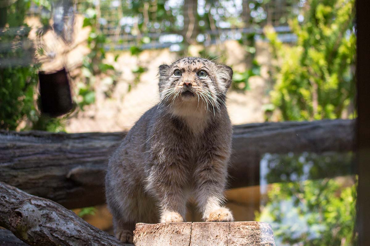 狭いおでこと丸い瞳が特徴的
