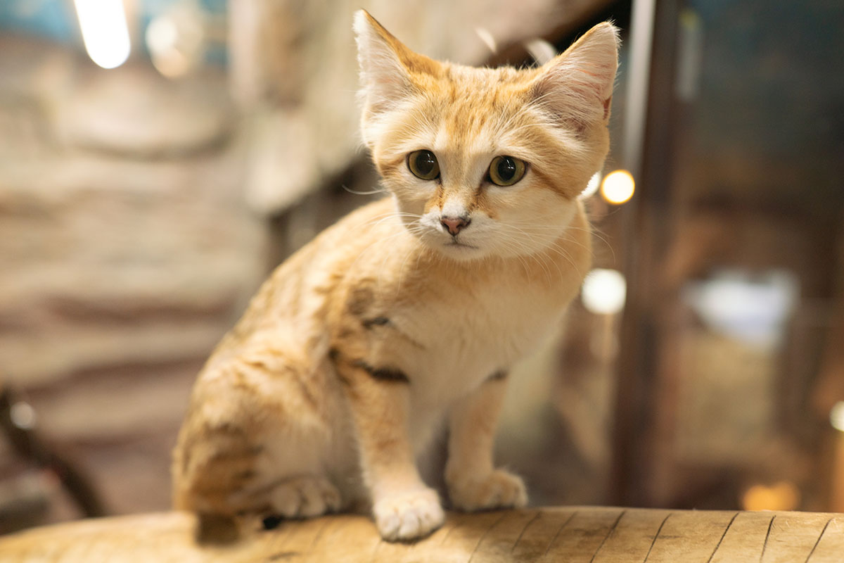 高温になる砂から足裏を守るため肉球は長い毛で覆われています