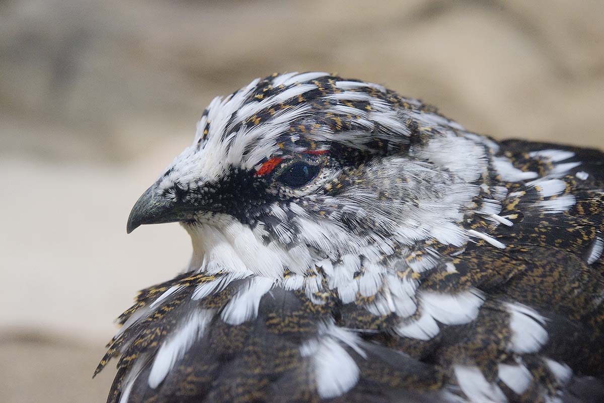冬毛になると真っ白のモフモフになります