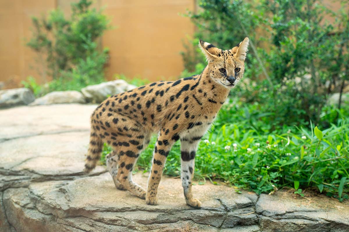 サーバルキャットのイア