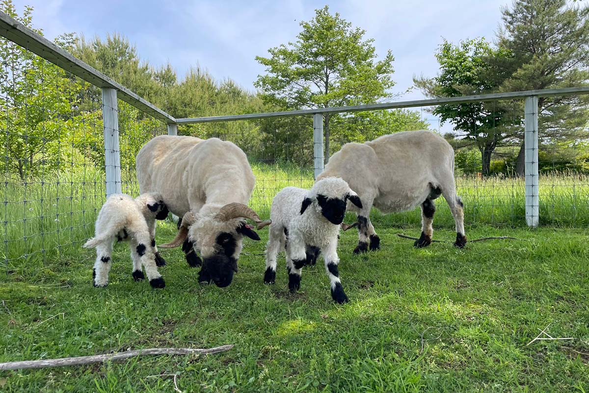 世界一かわいいヒツジといわれています