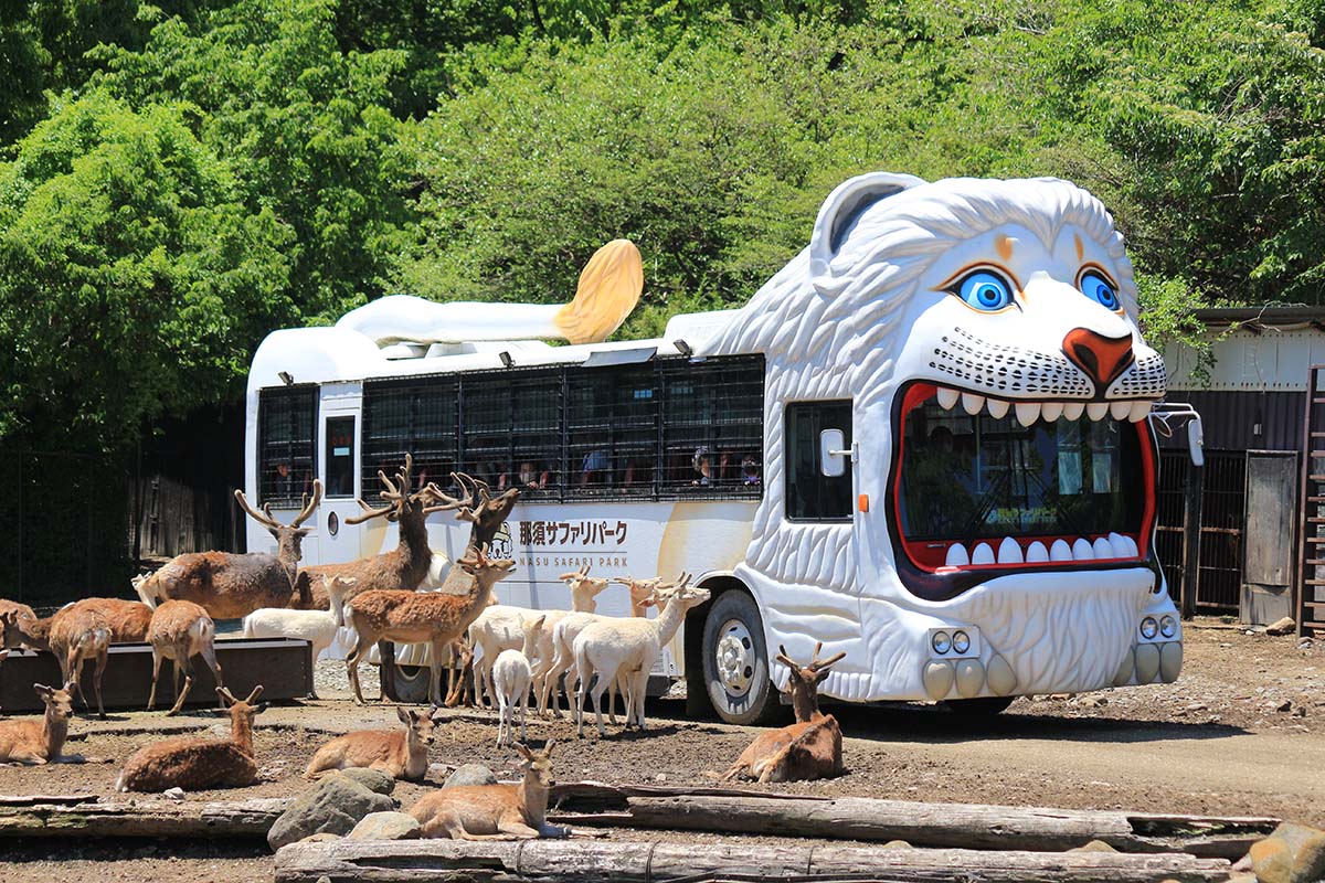 ライオンバス。写真はホワイトライオン