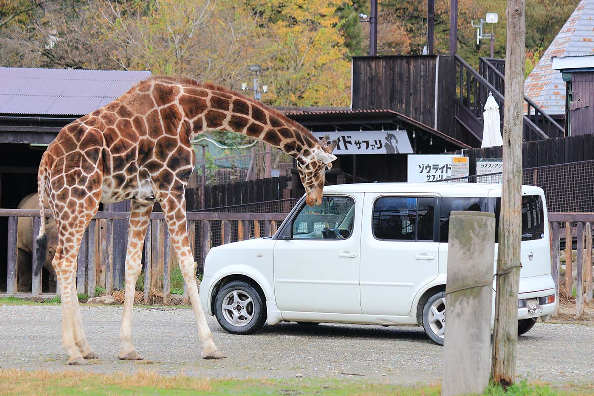 下から見上げる大型動物はスリル感がある