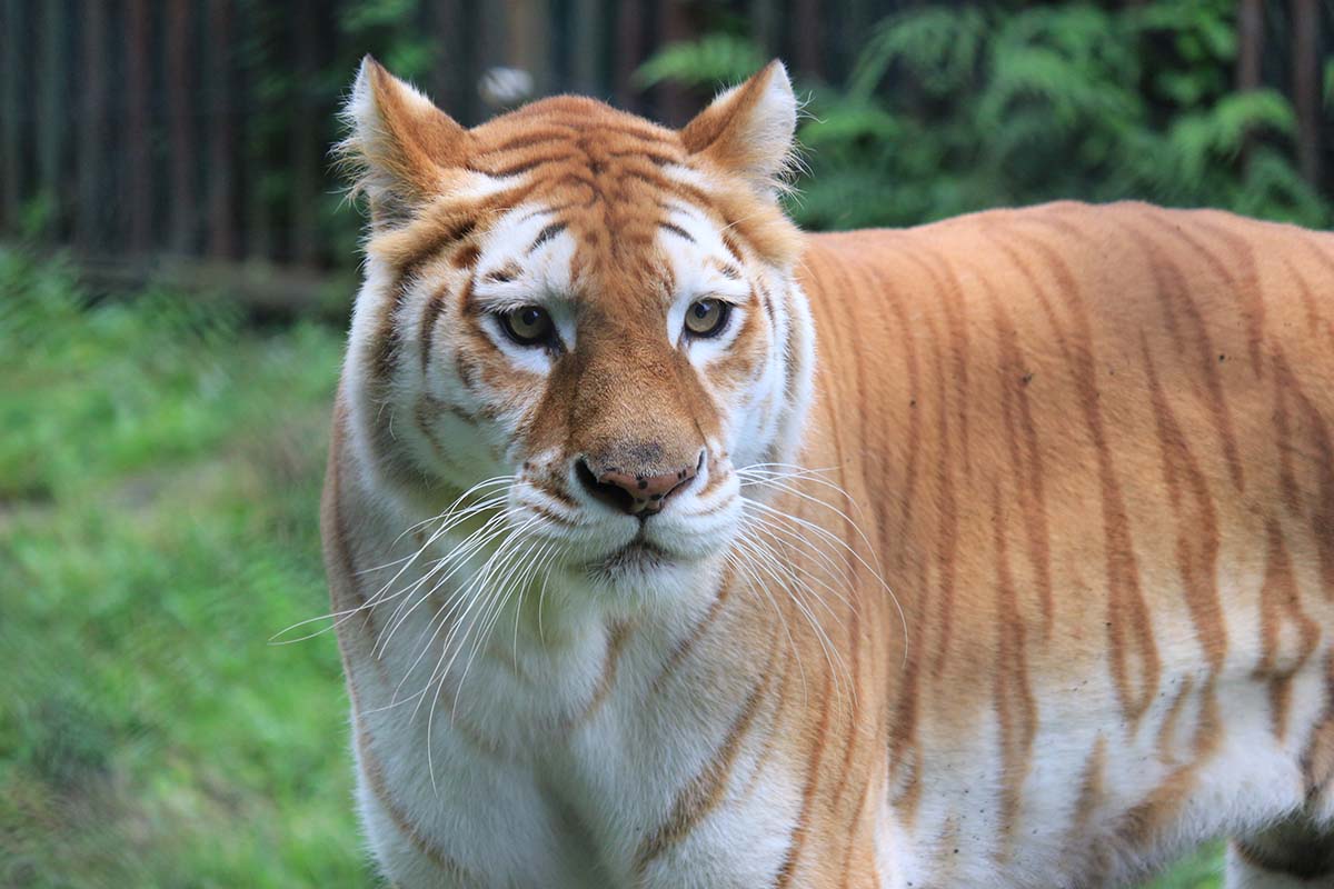 ベンガルトラのステラ