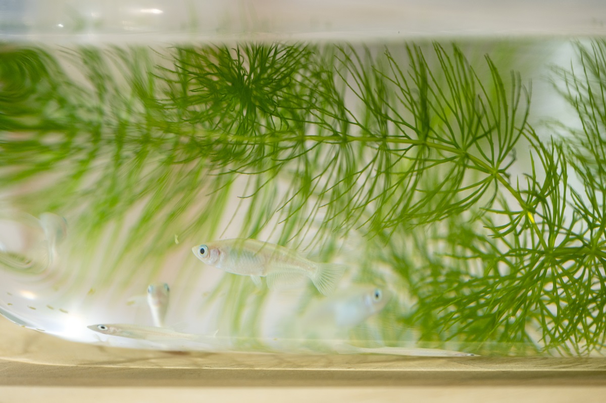 かわいいメダカ各種も道の駅かさまの人気の品