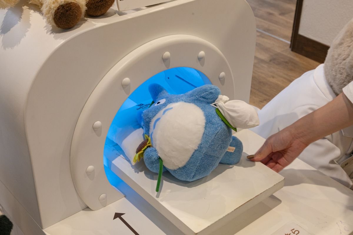 トトロの身体測定