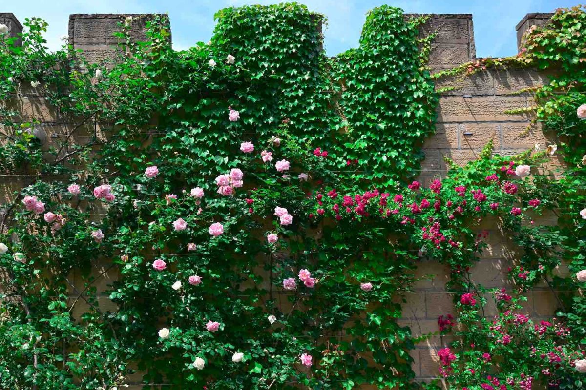 6月上旬頃はバラのシーズン