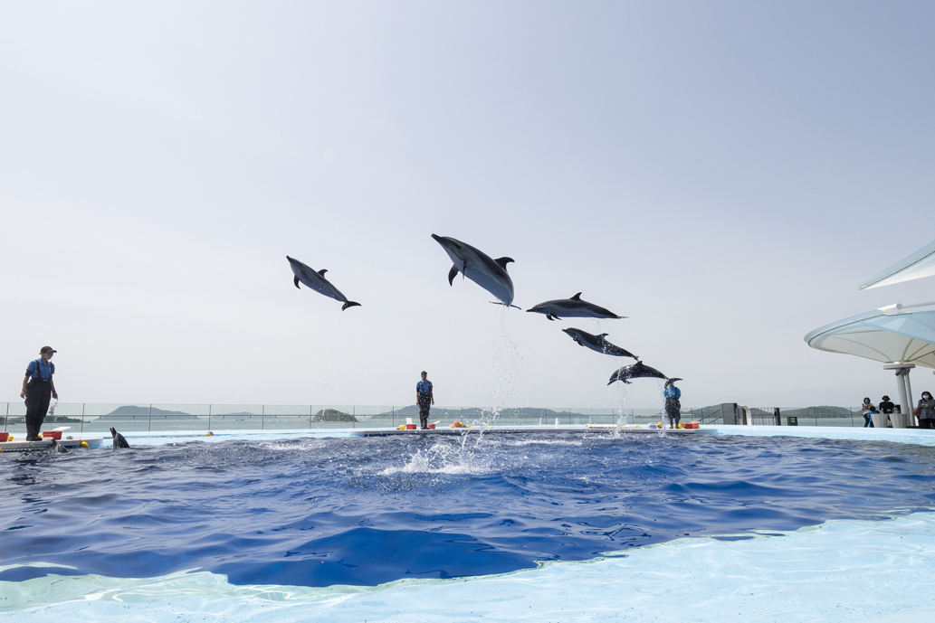 イルカプレイングタイム