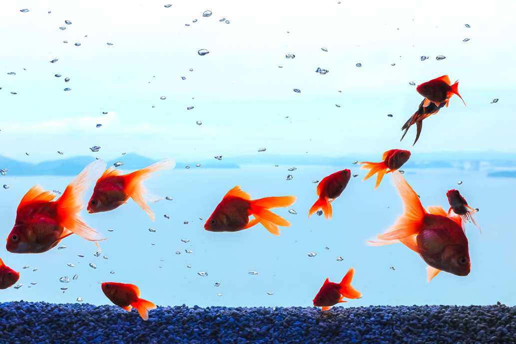 天空のアクアリウム ソラキン