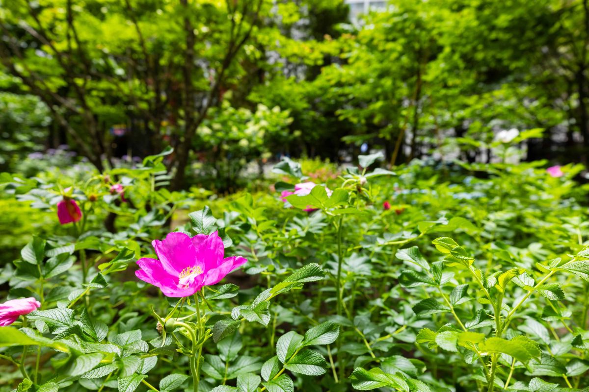 緑と可憐な山野草に心安らぐガーデン
