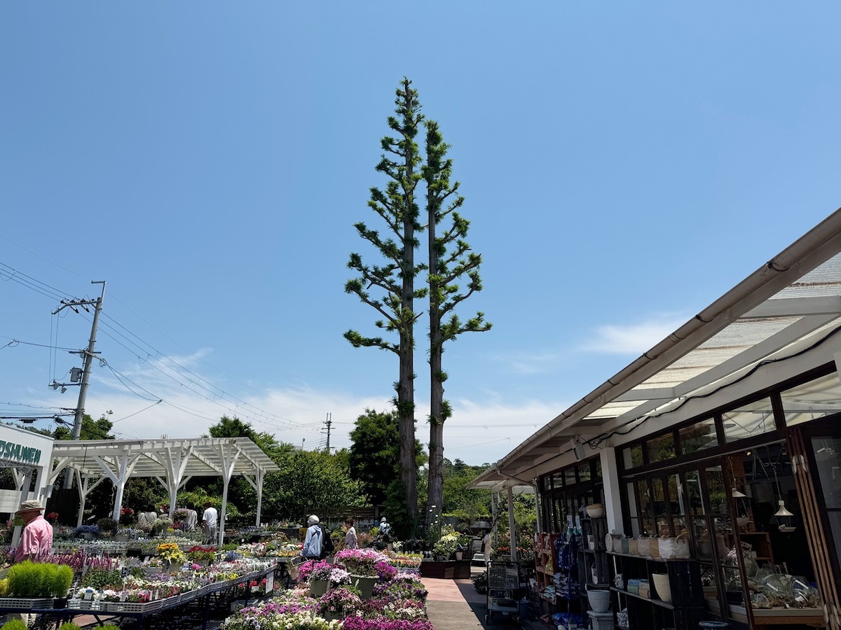 シンボルツリーのメタセコイア