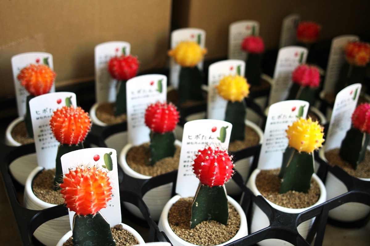 色鮮やかで、とってもかわいいサボテンも発見！