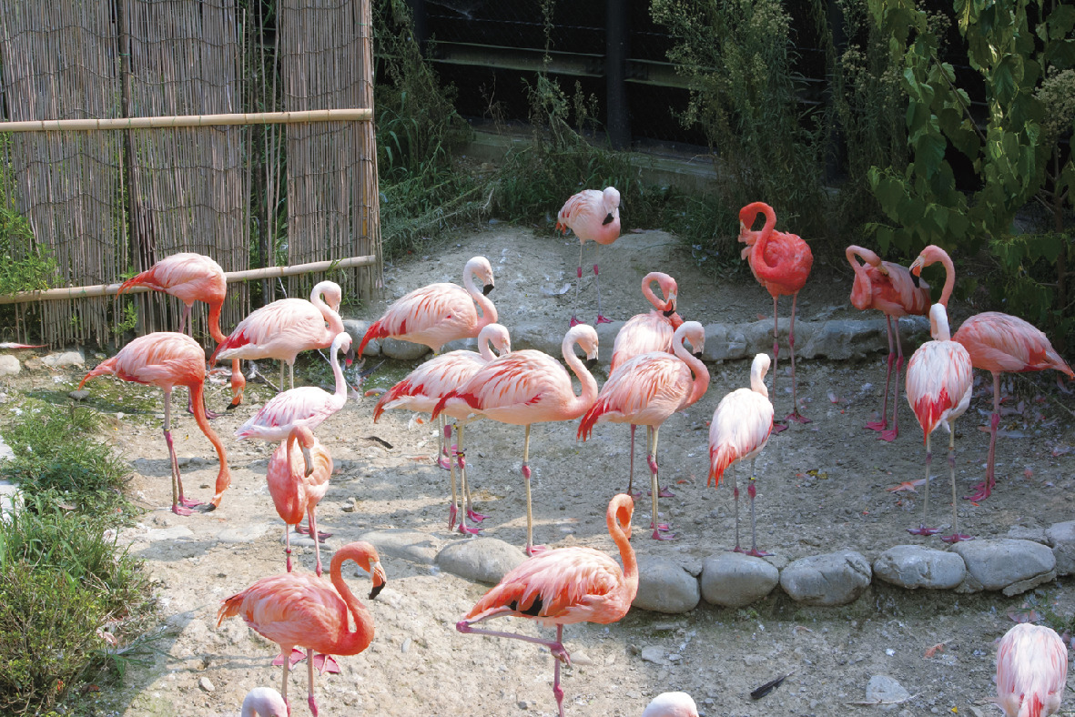 静岡県立日本平動物園
