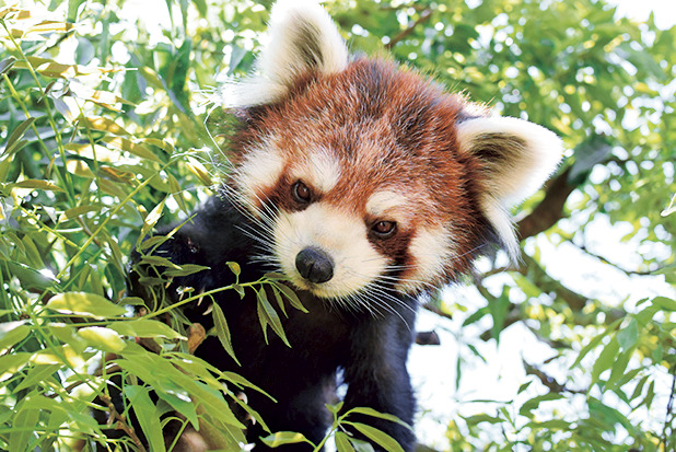 静岡県立日本平動物園