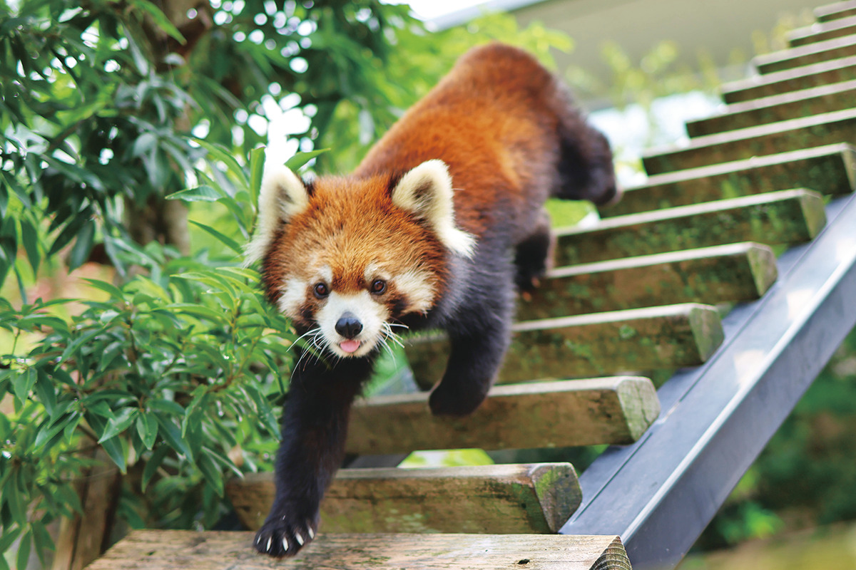 静岡県立日本平動物園
